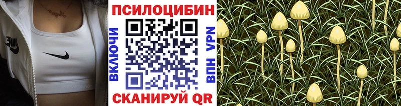 дарнет шоп Гулькевичи Псилоцибиновые грибы мицелий